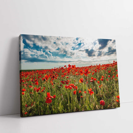 Poppy Field above Polly Joke beach crantock canvas picture print landscape