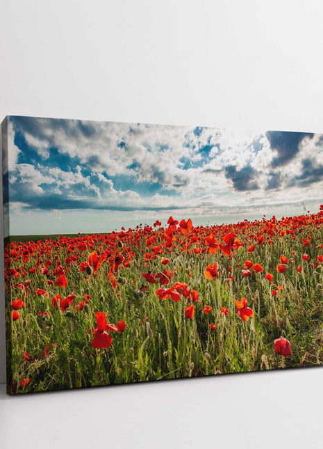 Poppy Field above Polly Joke beach crantock canvas picture print landscape