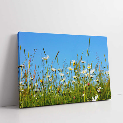 Daisies and wild flowers meadow. Canvas picture print. Lovely floral image. Summer sunshine. Choice of sizes available to order.
