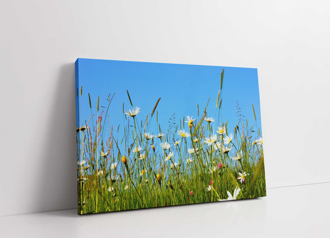 Daisies and wild flowers meadow. Canvas picture print. Lovely floral image. Summer sunshine. Choice of sizes available to order.