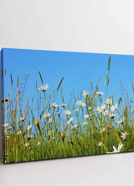 Daisies and wild flowers meadow. Canvas picture print. Lovely floral image. Summer sunshine. Choice of sizes available to order.