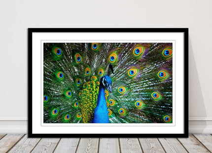 Peacock. Framed picture with choice of frame colours and options.