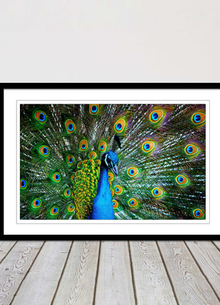 Peacock. Framed picture with choice of frame colours and options.