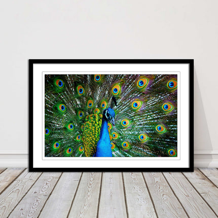 Peacock. Framed picture with choice of frame colours and options.