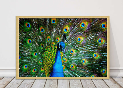 Peacock. Framed picture with choice of frame colours and options.