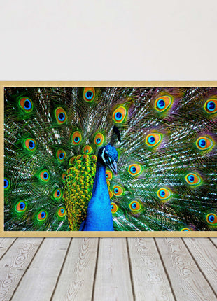 Peacock. Framed picture with choice of frame colours and options.