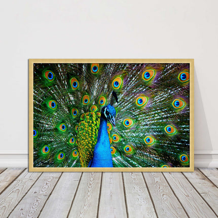 Peacock. Framed picture with choice of frame colours and options.