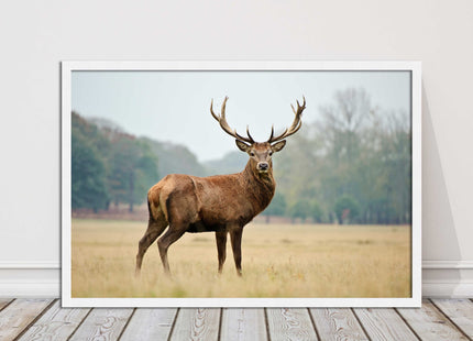 Stag in an Autumn forest. Framed picture with choice of frame colours.