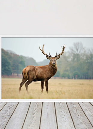 Stag in an Autumn forest. Framed picture with choice of frame colours.