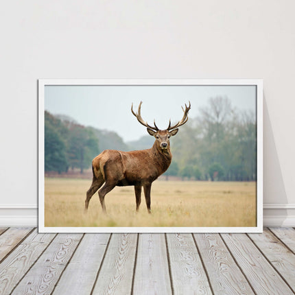 Stag in an Autumn forest. Framed picture with choice of frame colours.