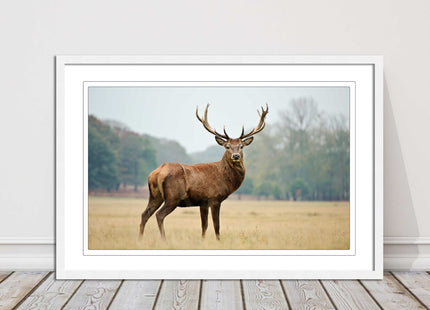 Stag in an Autumn forest. Framed picture with choice of frame colours.