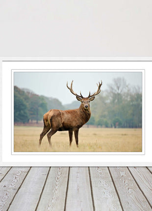 Stag in an Autumn forest. Framed picture with choice of frame colours.