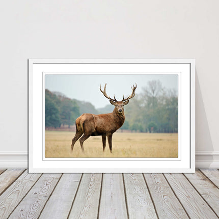 Stag in an Autumn forest. Framed picture with choice of frame colours.