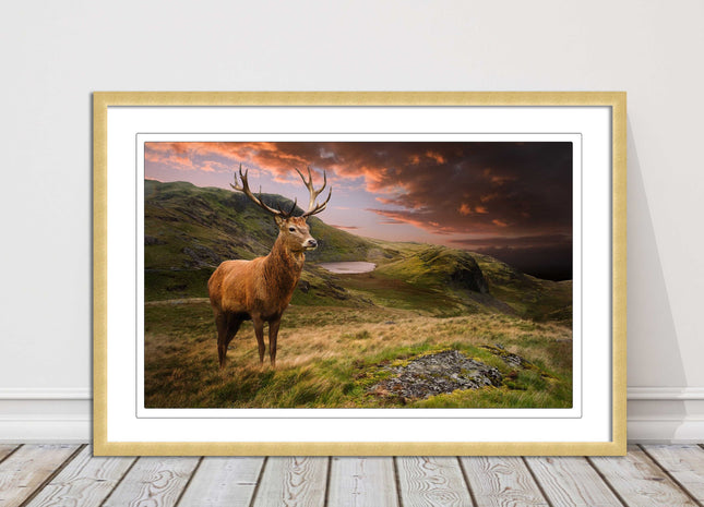 Stag in an Autumn forest sunset. Framed picture with choice of frame colours.