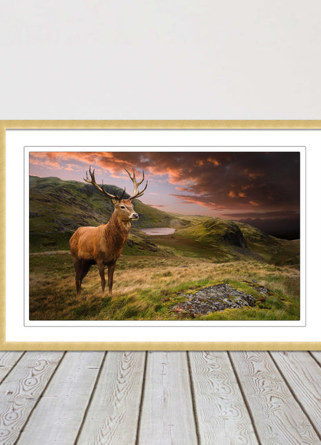 Stag in an Autumn forest sunset. Framed picture with choice of frame colours.
