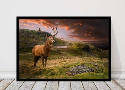 Stag in an Autumn forest sunset. Framed picture with choice of frame colours.