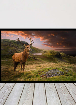 Stag in an Autumn forest sunset. Framed picture with choice of frame colours.