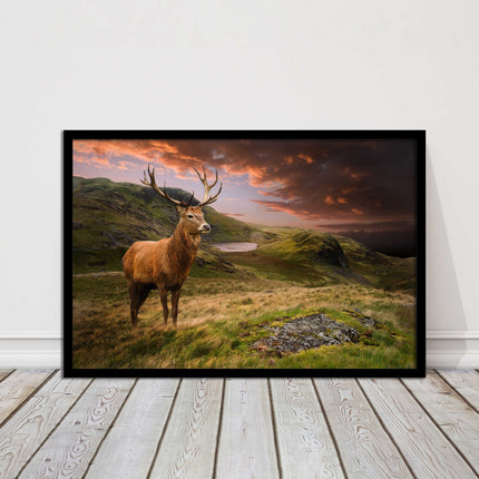 Stag in an Autumn forest sunset. Framed picture with choice of frame colours.