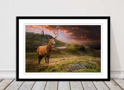 Stag in an Autumn forest sunset. Framed picture with choice of frame colours.