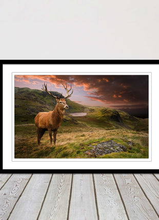 Stag in an Autumn forest sunset. Framed picture with choice of frame colours.