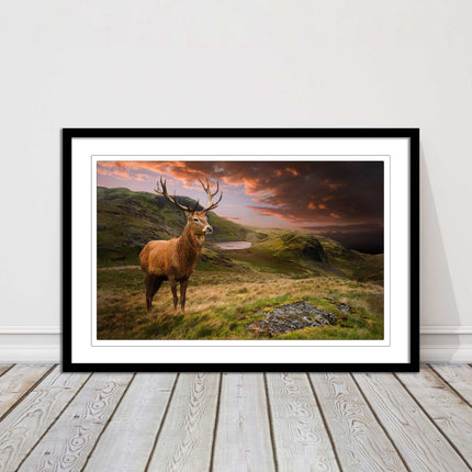 Stag in an Autumn forest sunset. Framed picture with choice of frame colours.