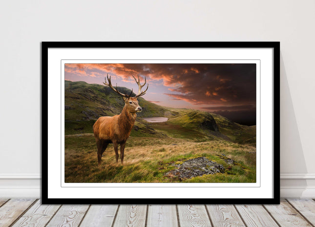 Stag in an Autumn forest sunset. Framed picture with choice of frame colours.