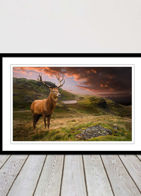 Stag in an Autumn forest sunset. Framed picture with choice of frame colours.