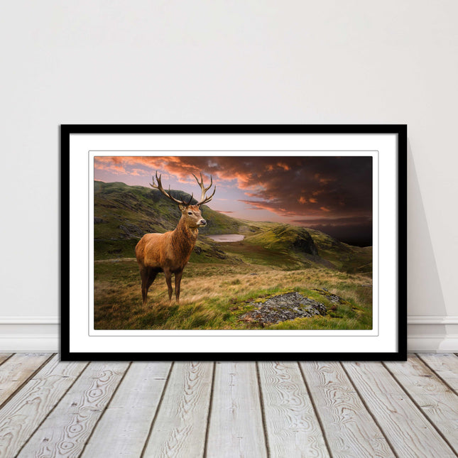 Stag in an Autumn forest sunset. Framed picture with choice of frame colours.
