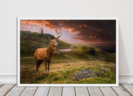 Stag in an Autumn forest sunset. Framed picture with choice of frame colours.