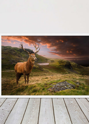 Stag in an Autumn forest sunset. Framed picture with choice of frame colours.