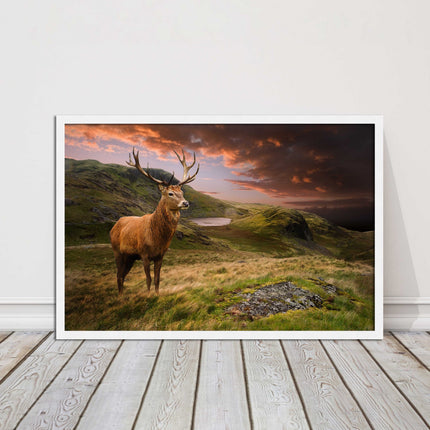 Stag in an Autumn forest sunset. Framed picture with choice of frame colours.
