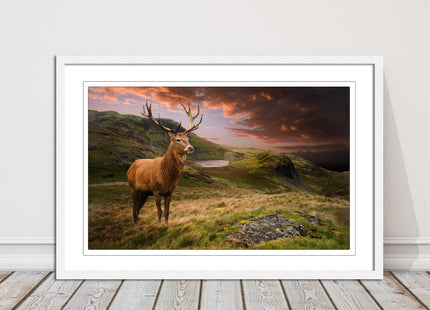 Stag in an Autumn forest sunset. Framed picture with choice of frame colours.