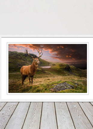 Stag in an Autumn forest sunset. Framed picture with choice of frame colours.