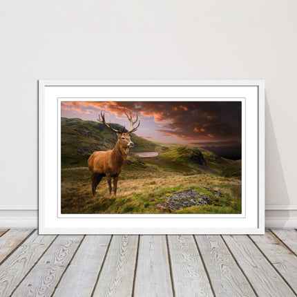 Stag in an Autumn forest sunset. Framed picture with choice of frame colours.