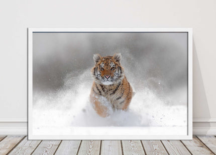 Tiger running through snow Framed picture choice of frame colours and options.