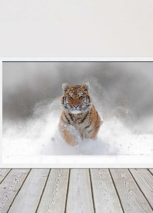 Tiger running through snow Framed picture choice of frame colours and options.