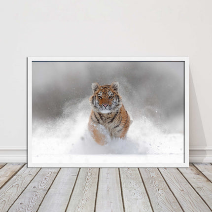Tiger running through snow Framed picture choice of frame colours and options.