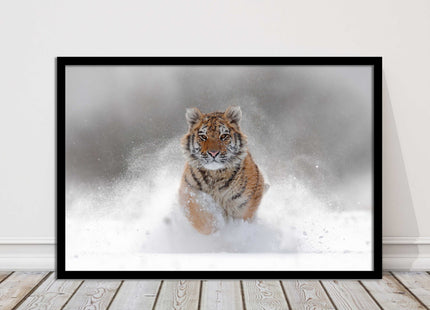 Tiger running through snow Framed picture choice of frame colours and options.