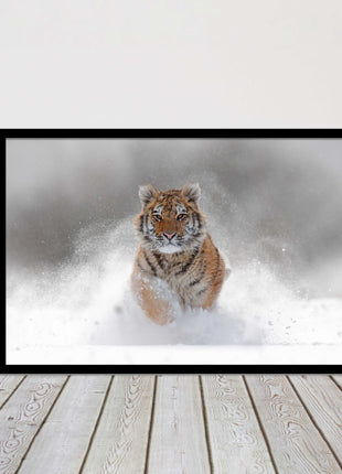 Tiger running through snow Framed picture choice of frame colours and options.