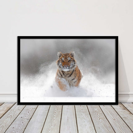 Tiger running through snow Framed picture choice of frame colours and options.