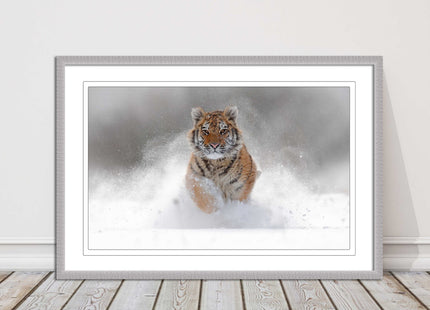 Tiger running through snow Framed picture choice of frame colours and options.