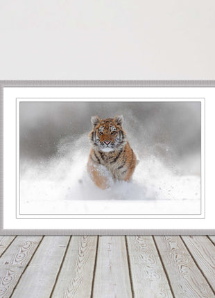 Tiger running through snow Framed picture choice of frame colours and options.