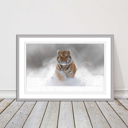 Tiger running through snow Framed picture choice of frame colours and options.
