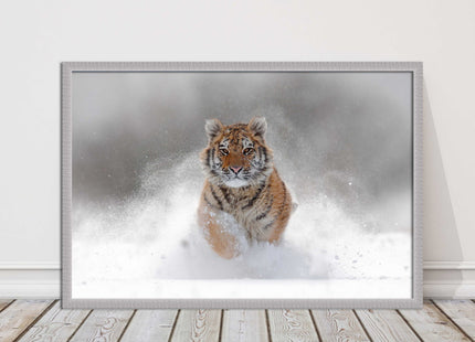 Tiger running through snow Framed picture choice of frame colours and options.