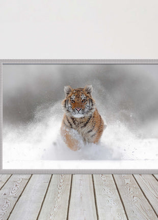 Tiger running through snow Framed picture choice of frame colours and options.