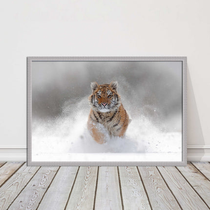 Tiger running through snow Framed picture choice of frame colours and options.