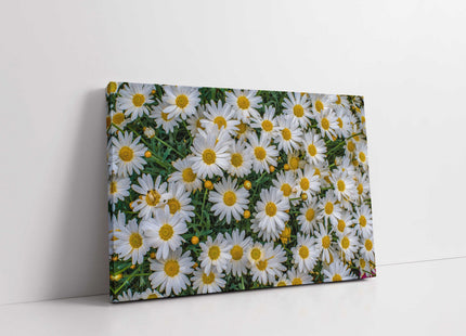Daisies flowers white yellow green canvas picture print