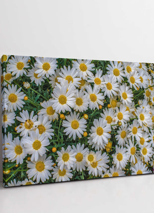 Daisies flowers white yellow green canvas picture print
