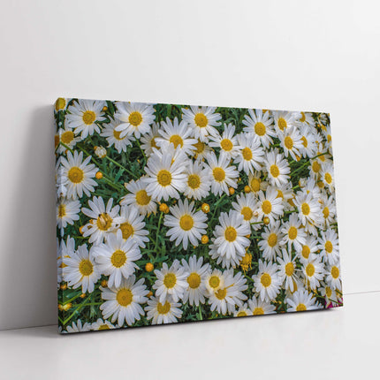 Daisies flowers white yellow green canvas picture print