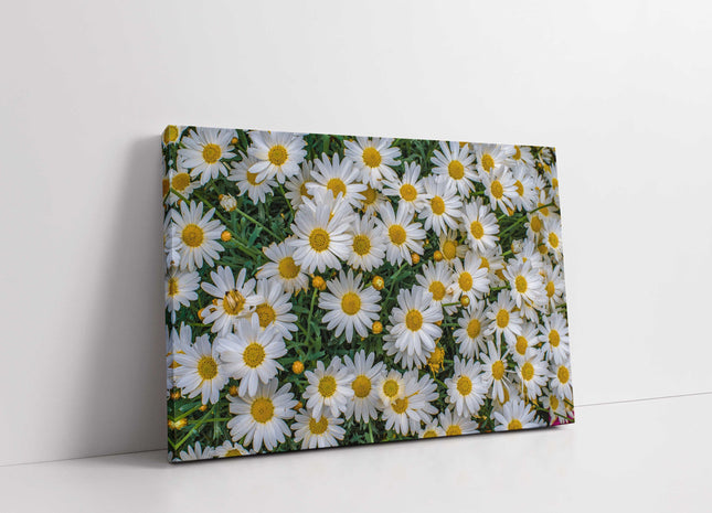 Daisies flowers white yellow green canvas picture print